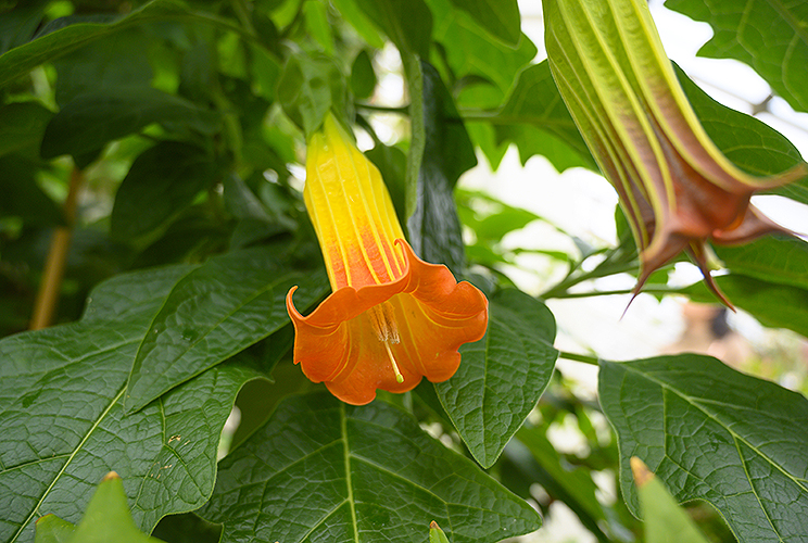 Kew Garden Flower